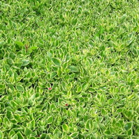 Aptenia sercowata ,Varigata,