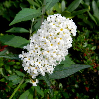 Budleja biała kwitnie