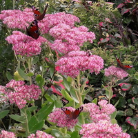 Ogród pełen motyli