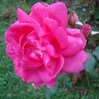 Wrześniowa Róża.