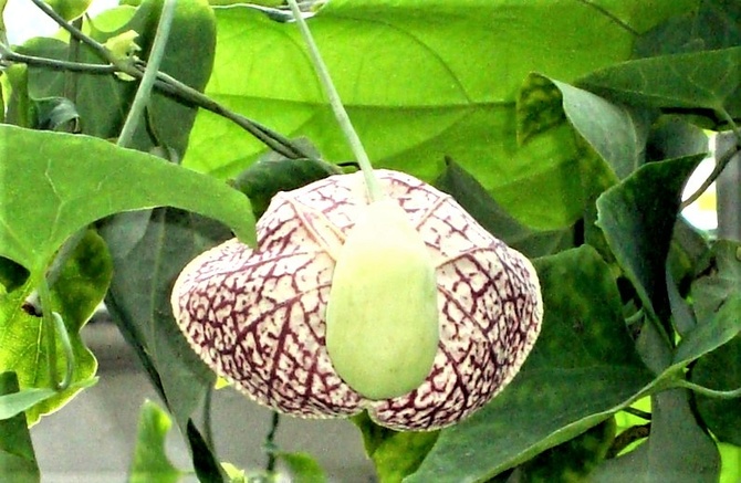 Aristolochia Grandiflora z owocnikiem .