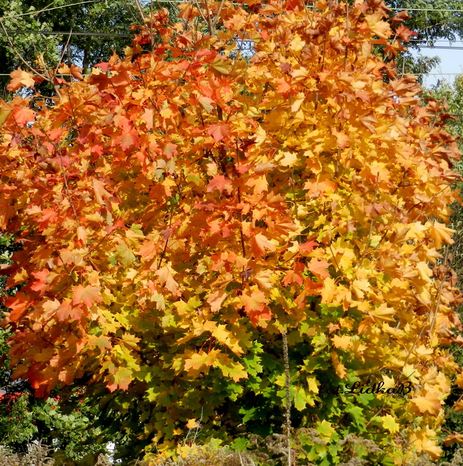 Kolorowe liście klonu