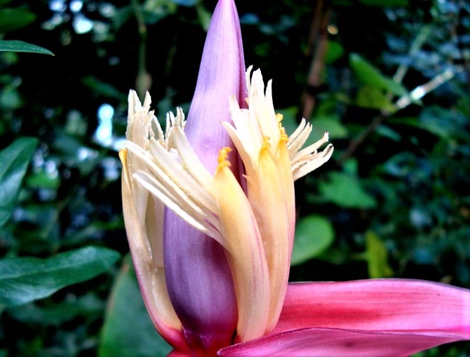 Kwiat bananowca różowego , karłowatego .