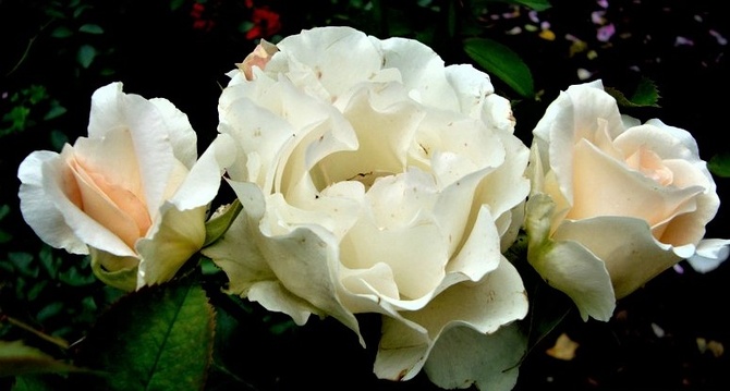 Róża Rococo w zbliżeniu .