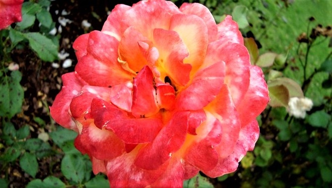 Róża Speelwark Koiewarpeel w zbliżeniu .
