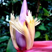 Kwiat bananowca różowego , karłowatego .