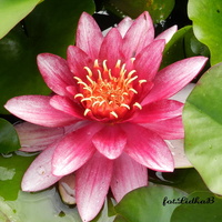 Lilia wodna różowa