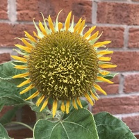 Słoneczny kwiat 