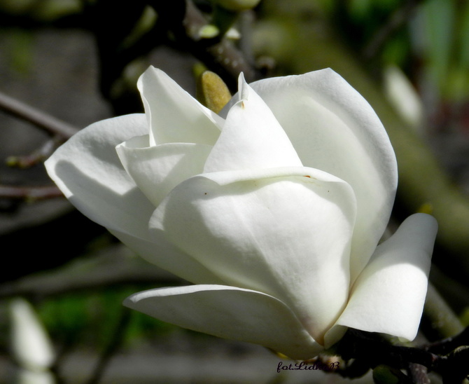 Biały  kwiat magnolii