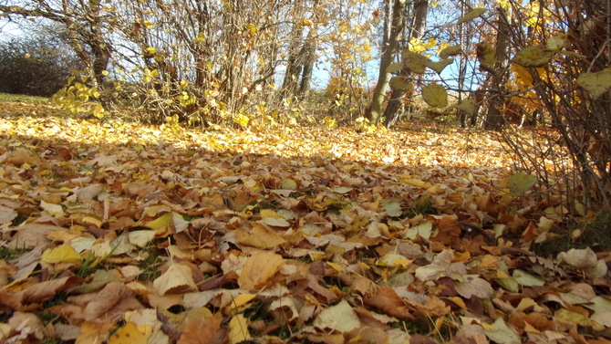 jesienna dywanizacja.
