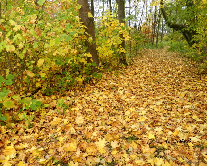 Jesienny las,idę na spacer