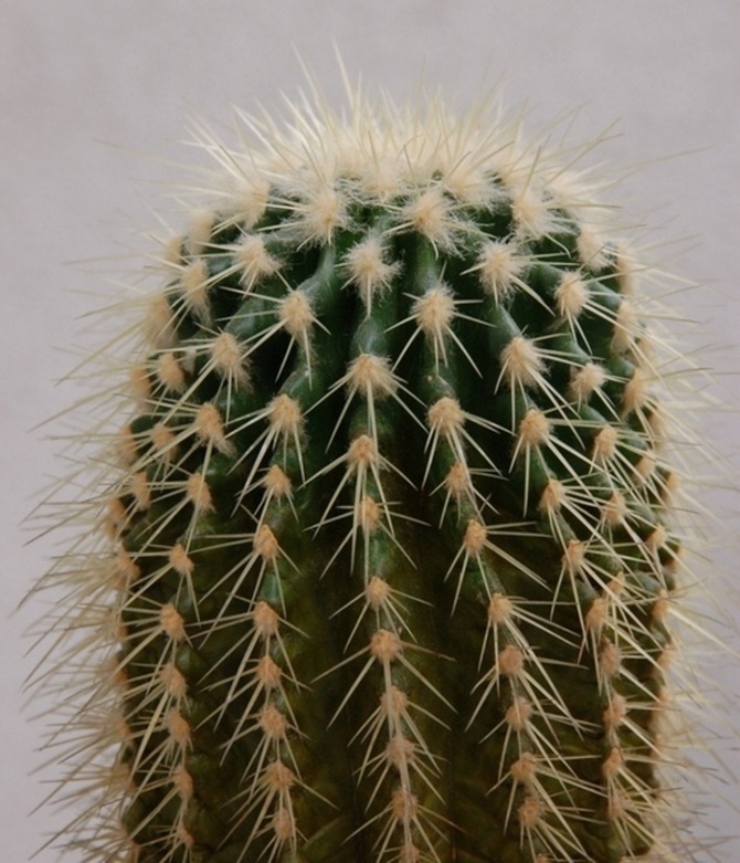 Kaktus domowy