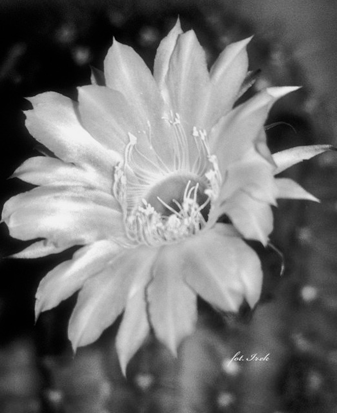 Kwiat kaktusa