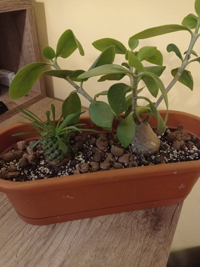  Mrówcza roślina I Euphorbia suzannae