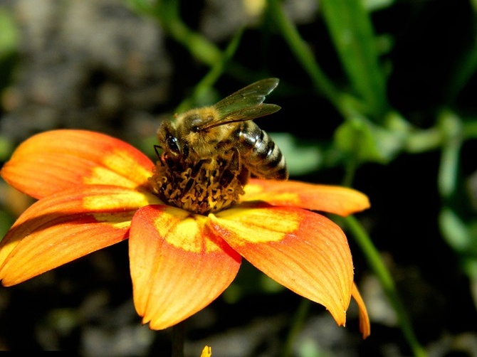 Pszczółki lubią słoneczne kolory:)