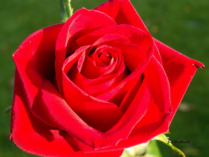 Róża czerwona