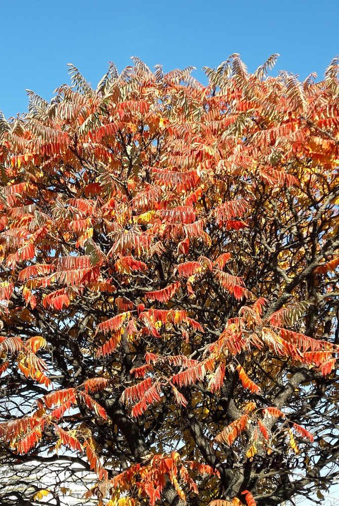 Sumak  octowiec w jesiennych kolorach
