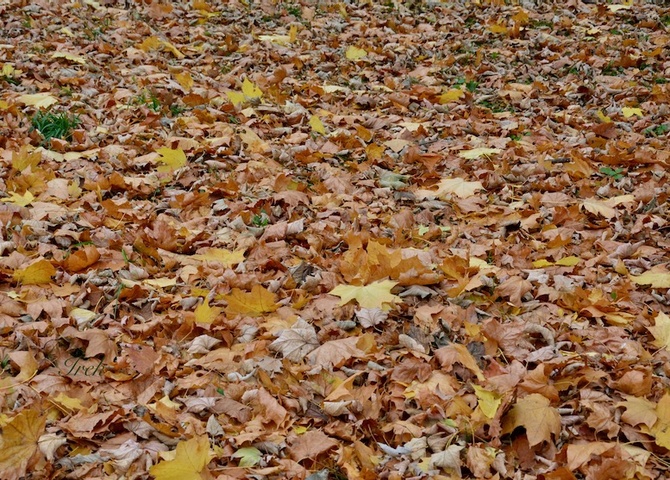 Szeleszczące liście jesienią