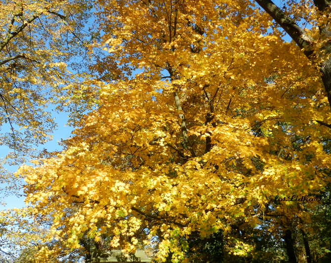 Piękna złota jesień