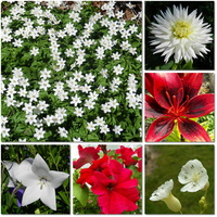 Białe i czerwone kwiaty