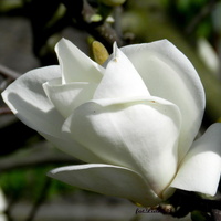 Biały  kwiat magnolii
