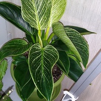 Filodendron 