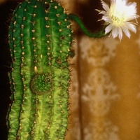 Kaktus kwitnący