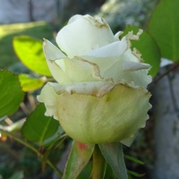 Listopadowa róża