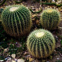 Pufy kaktusowe