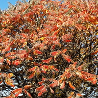 Sumak  octowiec w jesiennych kolorach