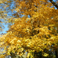 Piękna złota jesień