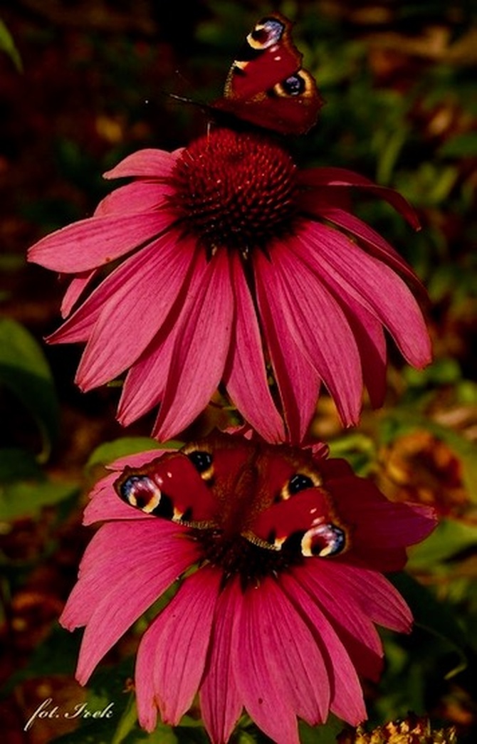 Latem 2 motyle przyleciały do kwiatów.