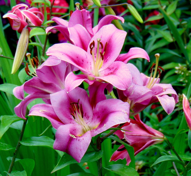 Lilie też na różowo