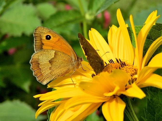 Motyle też lubią żółte kwiaty;)
