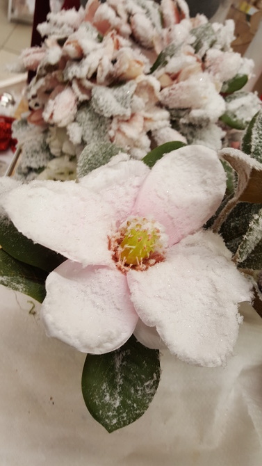 Śniegowa magnolia...