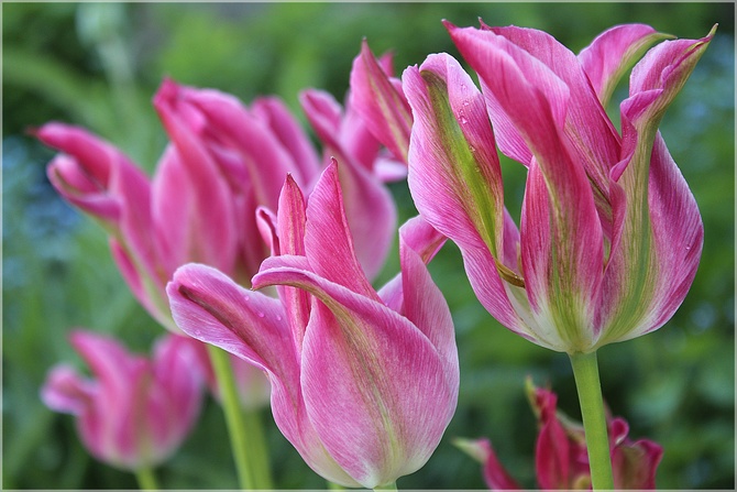 Różowe tulipanowo...