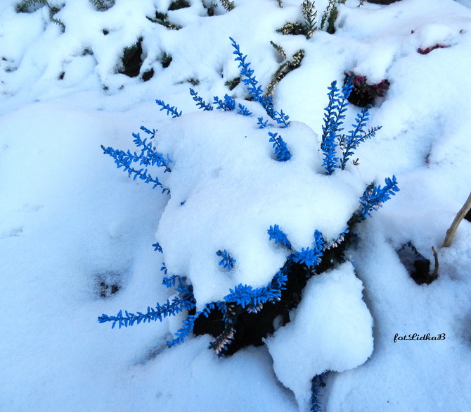 Wrzos  niebieski w śniegu
