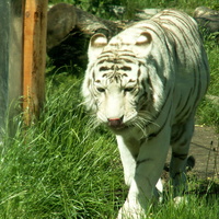 Biały tygrys-ZOO Wrocław