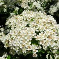 Kwiaty w białym kolorze