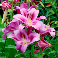 Lilie też na różowo