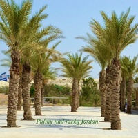 Palmy nad rzeką Jordan