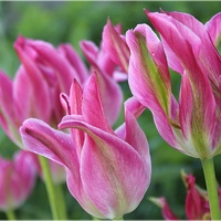 Różowe tulipanowo...