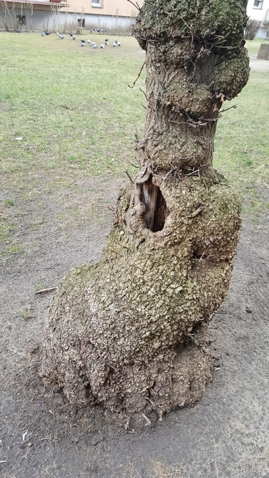 Dziwne drzewo spotkałam