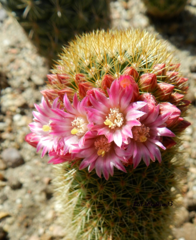 Kaktus,różowe  gwiazdki
