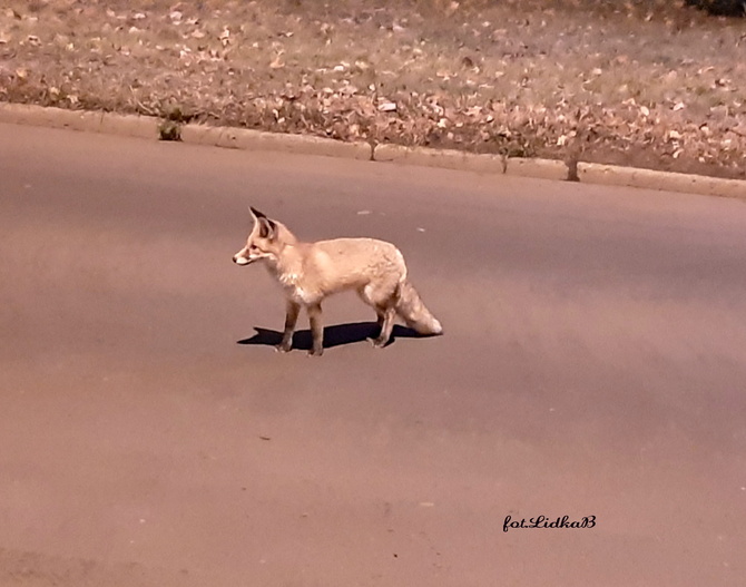Lis na środku drogi