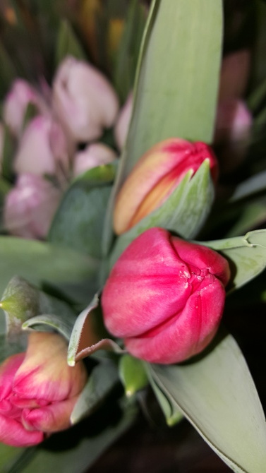 Zapach tulipanowy...