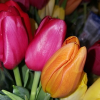 Bukieciki tulipanowe...