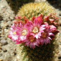 Kaktus,różowe  gwiazdki