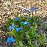 Pierwsze wiosenne błękity