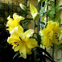 Słoneczne lilie:)